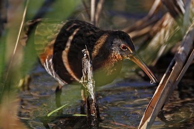 _MG_0067 Virginia Rail.jpg