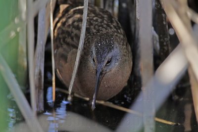 _MG_0111 Virginia Rail.jpg