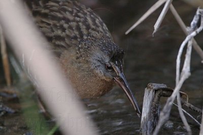 _MG_1048 Virginia Rail.jpg