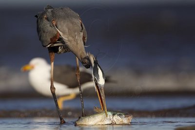 _MG_2578 Great Blue Heron.jpg