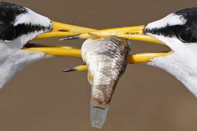 Least Tern courtship feeding - UTC April 2009