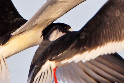 Black Skimmer aerial chases and yellow feather flush - UTC April 2009