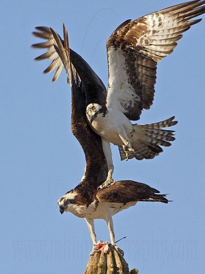 _MG_3178 Osprey.jpg