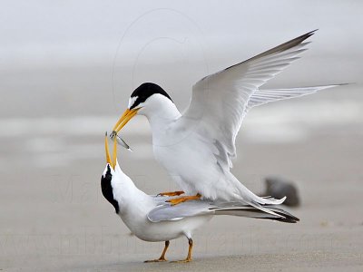 Least Tern  - Trading sex for food