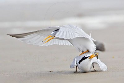 _MG_4228 Least Tern.jpg