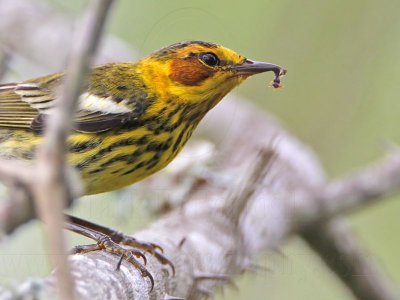 _MG_8339 Cape May Warbler.jpg