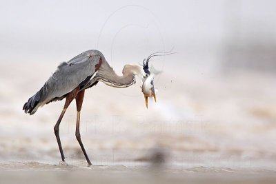 _MG_3731 Great Blue Heron.jpg