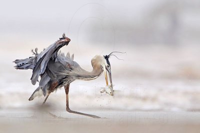 _MG_3743 Great Blue Heron.jpg
