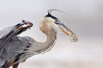_MG_3745crop Great Blue Heron.jpg