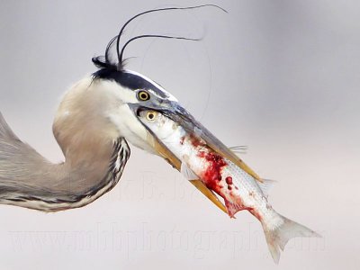 _MG_3817crop Great Blue Heron.jpg