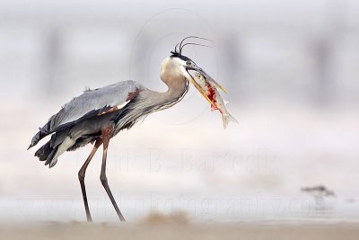 _MG_3829 Great Blue Heron.jpg