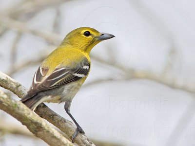 _MG_6729 Yellow-throated Vireo.jpg