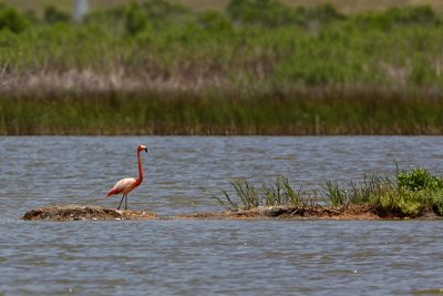 Greater Flamingo - Freeport, UTC - May 16, 2009