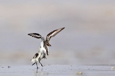 _MG_6007 Sanderling.jpg