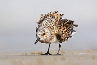 _MG_2201 Sanderling.jpg