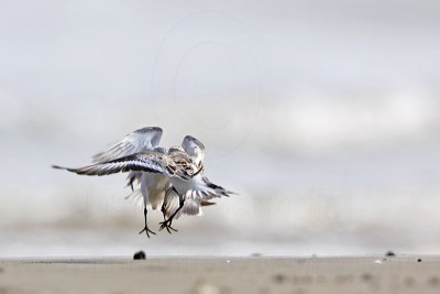 _MG_2367 Sanderling.jpg