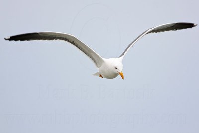 _MG_2960 Yellow-footed Gull.jpg
