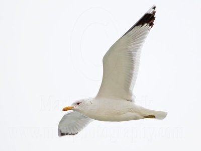 _MG_3290 California Gull.jpg