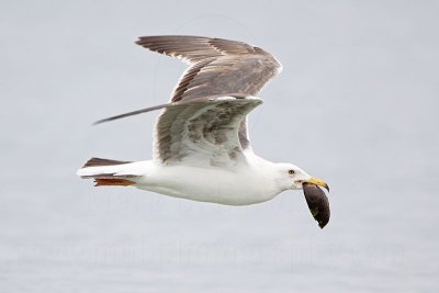 _MG_3706 Yellow-footed Gull.jpg