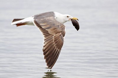 _MG_3708 Yellow-footed Gull.jpg