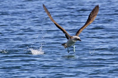 _MG_0706 Blue-footed Booby.jpg