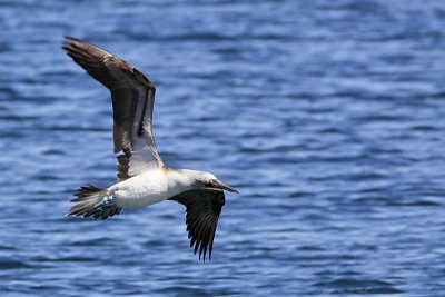 _MG_0715 Blue-footed Booby.jpg