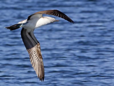 _MG_0722 Blue-footed Booby.jpg