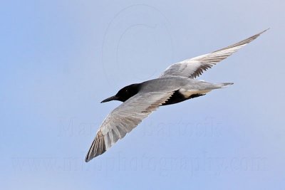 _MG_5821 Black Tern.jpg