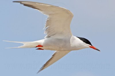 _MG_5858 Common Tern.jpg
