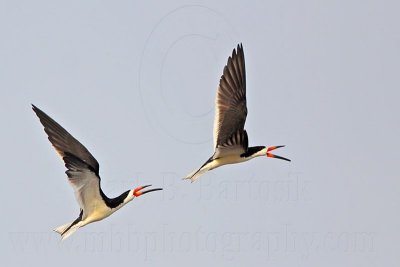 _MG_6187 Black Skimmer.jpg