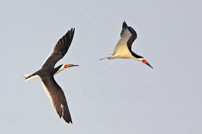 _MG_6188 Black Skimmer.jpg