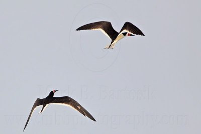 _MG_6219 Black Skimmer.jpg