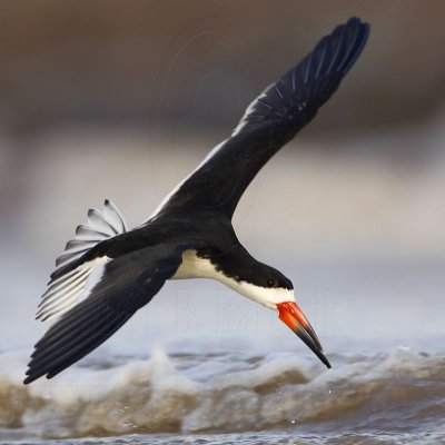 _MG_3024 Black Skimmer.jpg