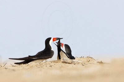 _MG_5722 Black Skimmer.jpg