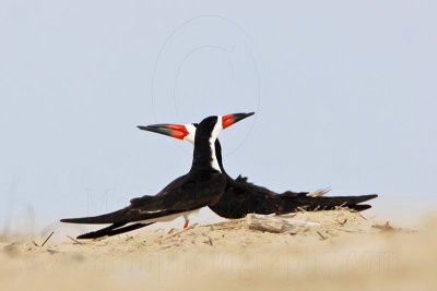 _MG_5747 Black Skimmer.jpg