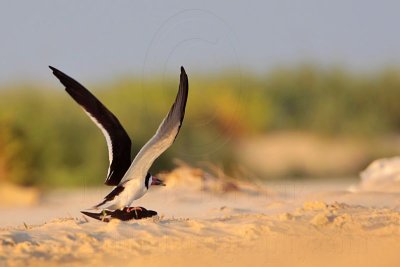 _MG_6592 Black Skimmer.jpg