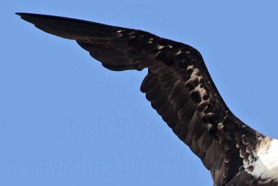 _MG_1164crop right wing Magnificent Frigatebird.jpg