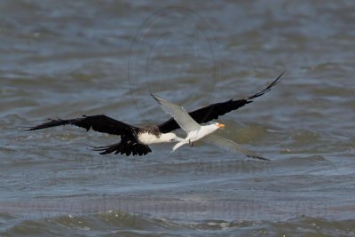 _MG_1429 Magnificent Frigatebird & Royal Tern.jpg