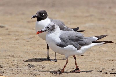 _MG_2856 Laughing Gull.jpg