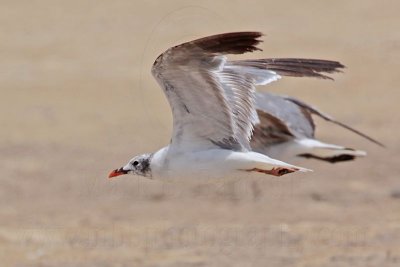 _MG_3014 Laughing Gull.jpg