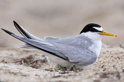 _MG_7447 Least Tern.jpg