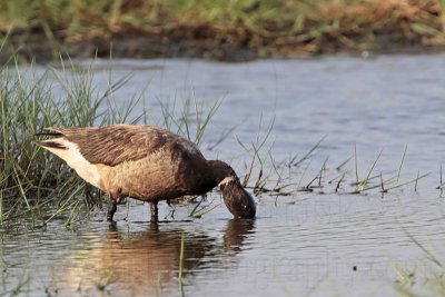_MG_5552 Brant.jpg