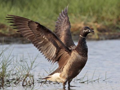 _MG_5579 Brant.jpg