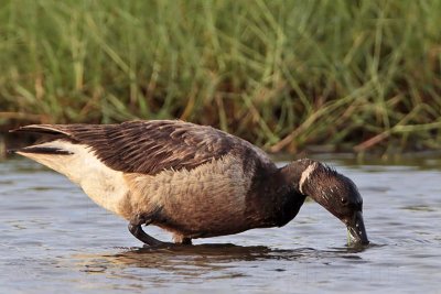 Brant - Brazoria NWR, August 1, 2009