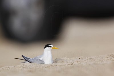 Least Tern: nesting sites: public beaches