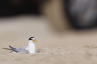 _MG_5675 Least Tern.jpg