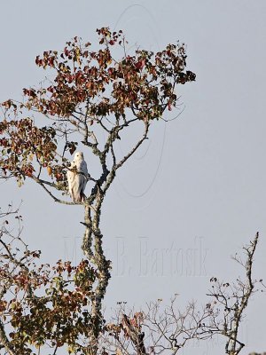 _MG_3935 Leucistic Red-tailed Hawk.jpg