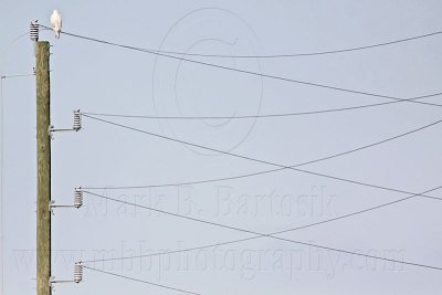 _MG_4437 Leucistic Red-tailed Hawk.jpg