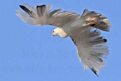 _MG_5725 Leucistic Red-tailed Hawk.jpg