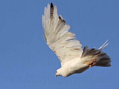 _MG_5726 Leucistic Red-tailed Hawk.jpg